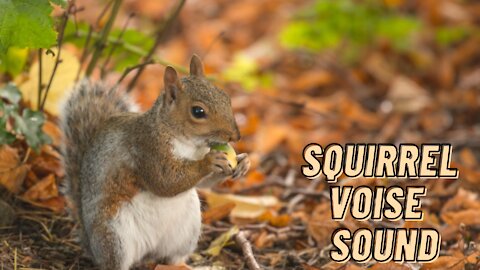 Squirrel Voice Noise Sound Effect Video By Kingdom Of Awais