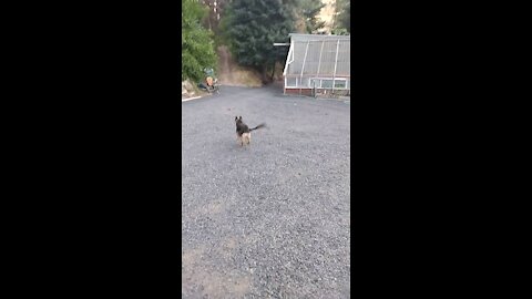 Ruby German Shepherd fetching and planted potatoes