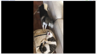 Dog hilariously wakes up cat to play with her