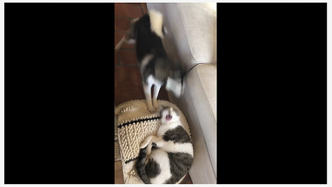 Dog hilariously wakes up cat to play with her
