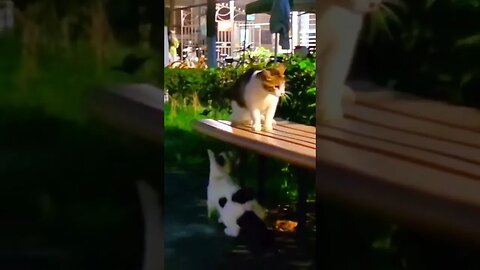Cat pokes other Cat from under a bench