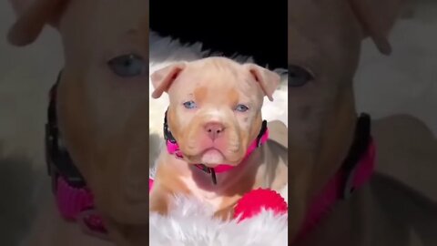 WHY.ARE.YOU.SO.CUTE??? #Puppy #Dogs #Shorts #Puppyvideo #Shortvideo #dog #doglover #cutedog #puppylo