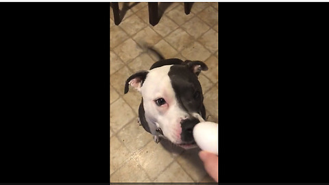 Pit Bull's hilarious egg challenge turns out successful