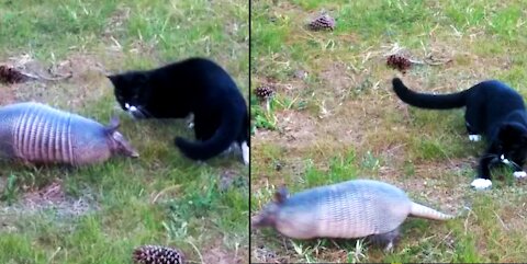 Cat Hilariously Plays With Armadillo