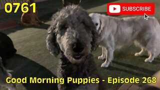 [0761] GOOD MORNING PUPPIES - EPISODE 268 #dogs #doggos #doggies #puppies #dogdaycare