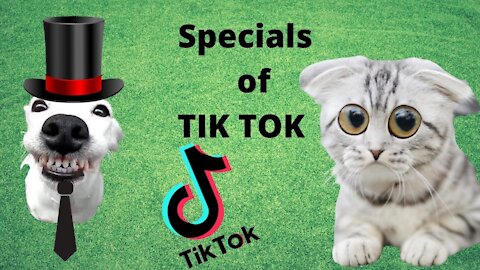 The Cutest Cats G in the World - Cute and beautiful kittens😍😍 special tik tok