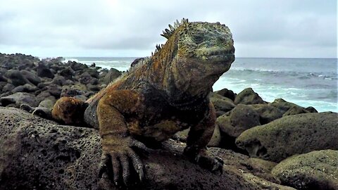 Prehistoric diving marine iguanas look like mini Godzillas