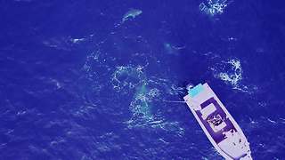 Crazy drone footage captures tuna & shark feeding frenzy