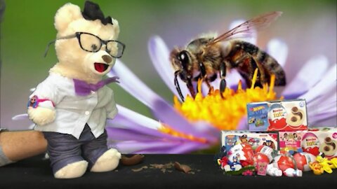 Learn about Honey Bees w/Chumsky Bear | LOL Surprise Kinder Egg Opening | Educational Videos 4 Kids