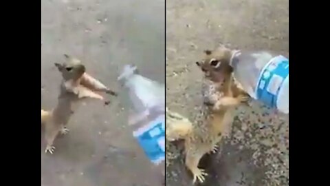 A viral video of thirsty Squirrel asking for water! melts everyone hearts