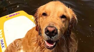 This Golden Retriever is too smart for 'invisible challenge'