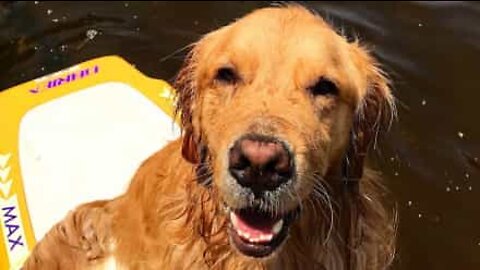 This Golden Retriever is too smart for 'invisible challenge'