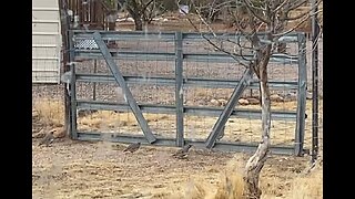 Quail under the gate