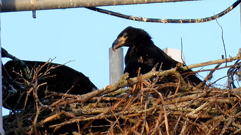 Local Adult Bald Eagle Sharing a Snack with Its Young
