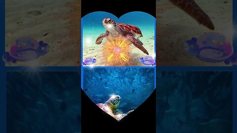 Sea Turtle Love Story