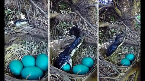Amazing Strategy: Pendulum Tit Outsmarts Snake with Clever Nest Design!"