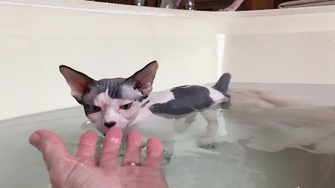 "Hairless Cat Loves Water"