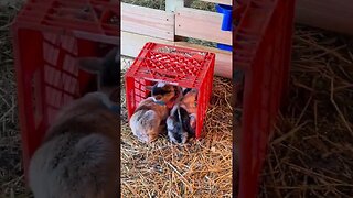 Cute Baby Nigerian Goats Playing, making Noises, Sounds, and Jumping around Joyfully