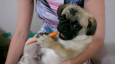 Cute pug eating a carrot🐶🐶