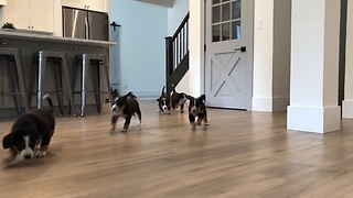 Puppies Come Barrelling Through The Kitchen For Lunch
