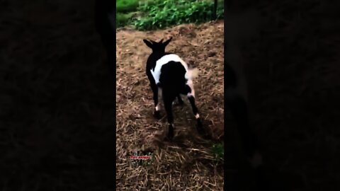 Funny Goat faints