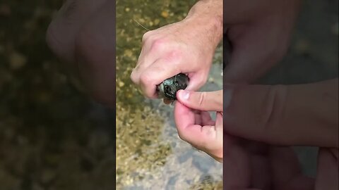 Fat little Green Sunfish in a crystal clear creek. Caught on a black Scuttle Bug! #fishing #panfish