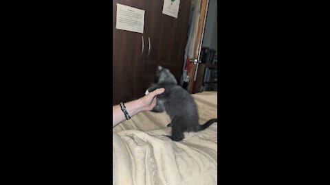 Kitten assault