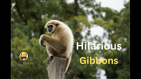 "Giggling Gibbons Galore: Hilarious Monkey Business Compilation!"
