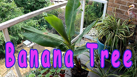 Review of My Dwarf Cavendish Banana Tree