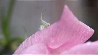 White Crab Spider on a Pink Rose