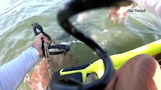 South Florida jet skier saves dolphin caught in net