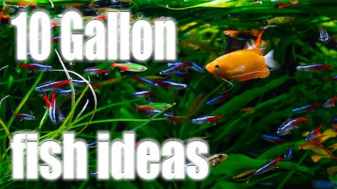 AWESOME Fish Ideas for 10 Gallon Aquariums