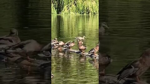 Summer fun for the ducks #ducks #splash #vancouverisland
