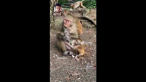 rj kisna funny monkey videos | Kaleshi kancha | dub kendra kisna @rjkisnaa @kisna.red