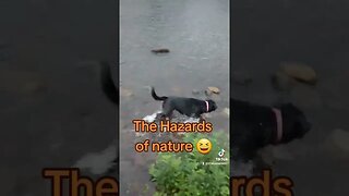 Bitten on the River🤣 #nature #dog #fun #bugs #rural #pet #river #nashwaakriver