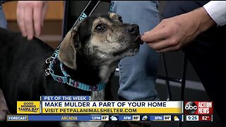 Pet of the week: Mulder is a special dog needing a loving home after having leg amputated