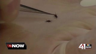 Bug-related illnesses on the rise