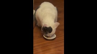 Peanut butter eating Sharky the Cat