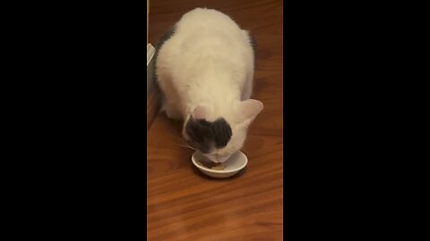 Peanut butter eating Sharky the Cat