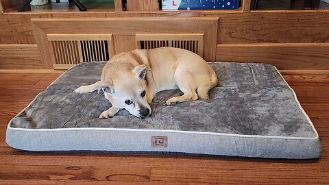 Memory Foam Dog Bed! Nothing But The Best!