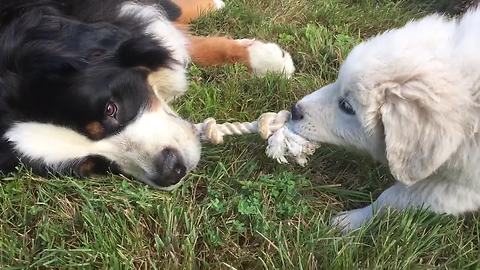 Bernese Mountain Dog effortlessly wins tug-of-war against puppy