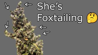 Grow Log: Week 10 - She's Fox Tailing 🤔