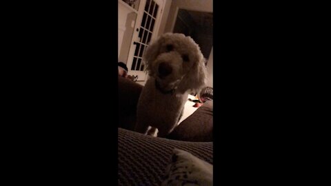 Cute dog tilts her head at funny noises