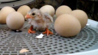 Newly Hatched Guinea!