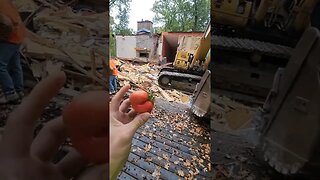 harvesting tomatoes at a demoltion site