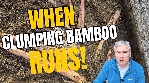 When clumping bamboo runs!