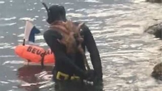 Un plongeur se retrouve avec un poulpe accroché sur le dos