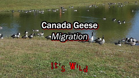 Canada Geese Migration