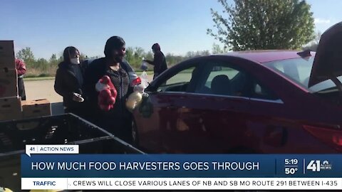 How much food Harvesters goes through