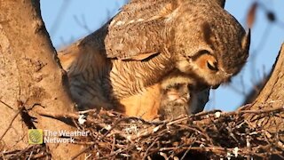 Great horned owl feeds her owlet in the morning sun